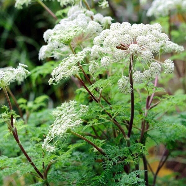 Selenium - Powerful Antioxidant for Macular Protection